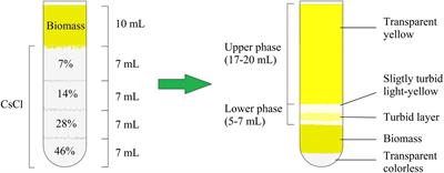 Epinephrine extensively changes the biofilm matrix composition in Micrococcus luteus C01 isolated from human skin